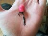 Krill Pop Up - 16mm/50g