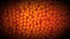 Squid Fruit Pop Up - 16mm/50g