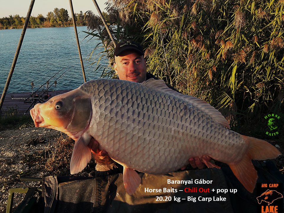 Big Carp Lake és a Horse Baits bojlik!